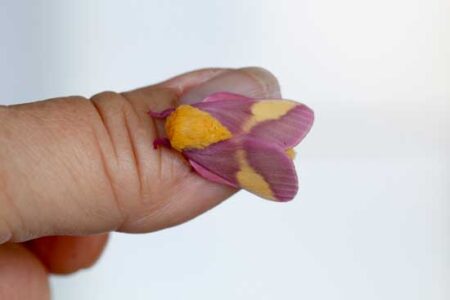 Rosy Maple Moth Image